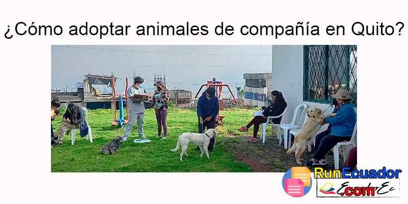 ¿Cómo adoptar animales de compañía en Quito? -【Formulario】